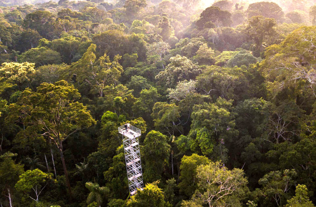 Lookout Tower in Tambopata